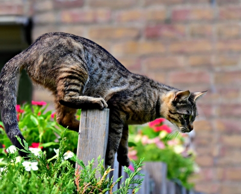 Katze im Garten