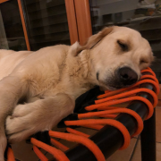 Hund schläft auf Trampolin