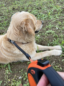 Wenn nichts mehr weitergeht - ein Knoten in der Leine 2 Knoten lösen